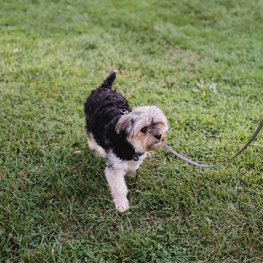 Tailoring Workouts to Your Dog's Breed and Energy Level