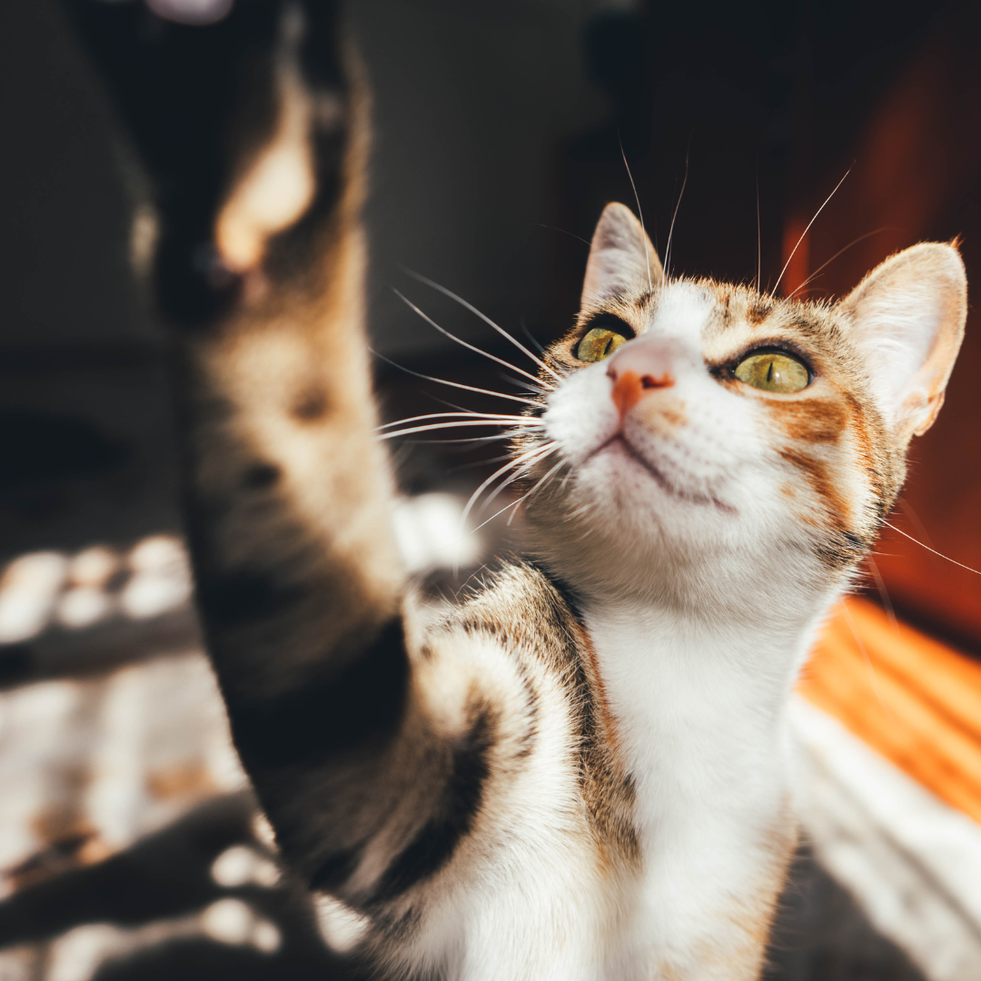 Understanding Feline Behaviour and Instincts