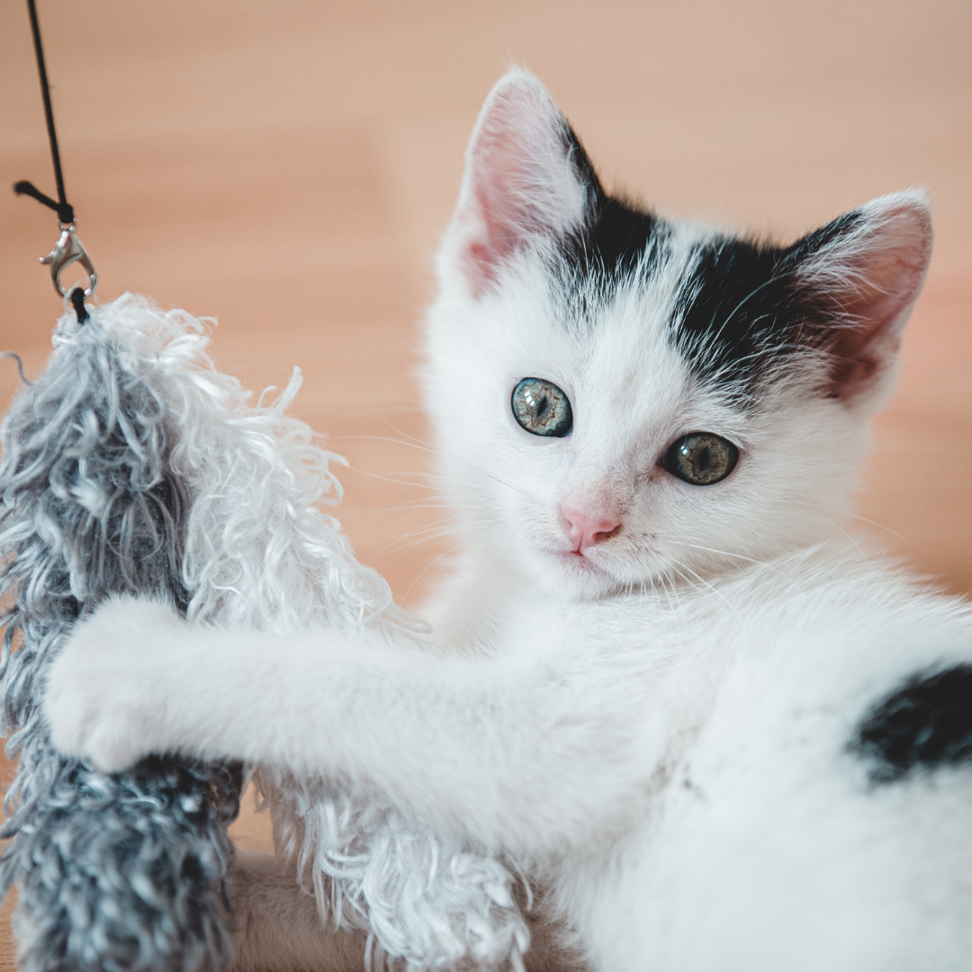 Must-Have Toys for Engaging Cats