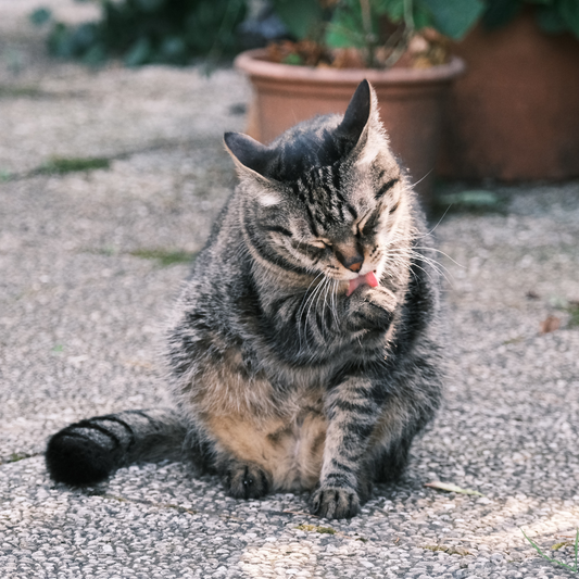 Maintaining Your Cat's Coat and Hygiene