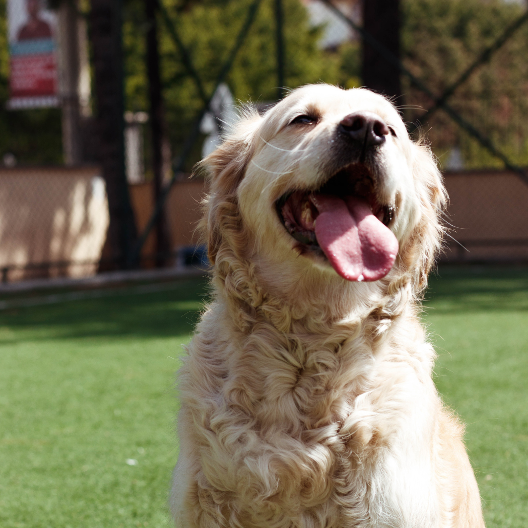 Introducing Your Dog to New Environments and Pets