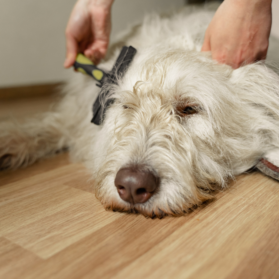 Grooming at Home: Tools and Tips for a Happy, Healthy Pup