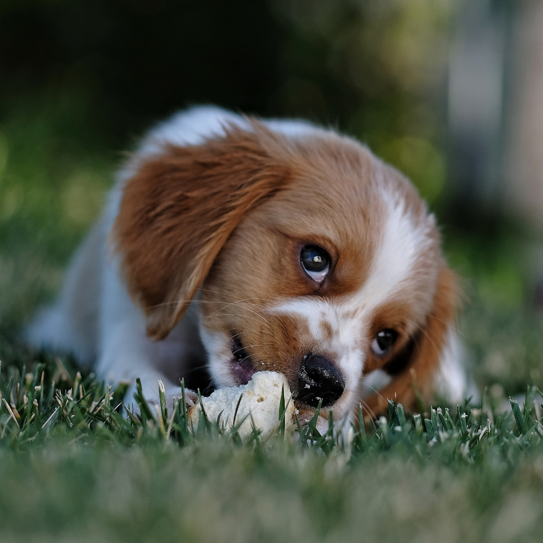 Essential Tips for Raising a Happy and Healthy Puppy