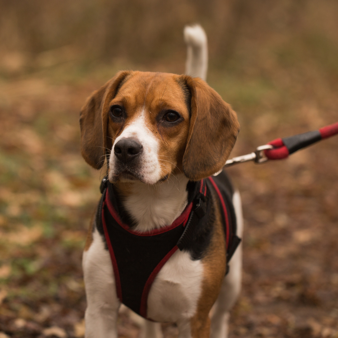 Dog Collar vs. Harness: How to Decide