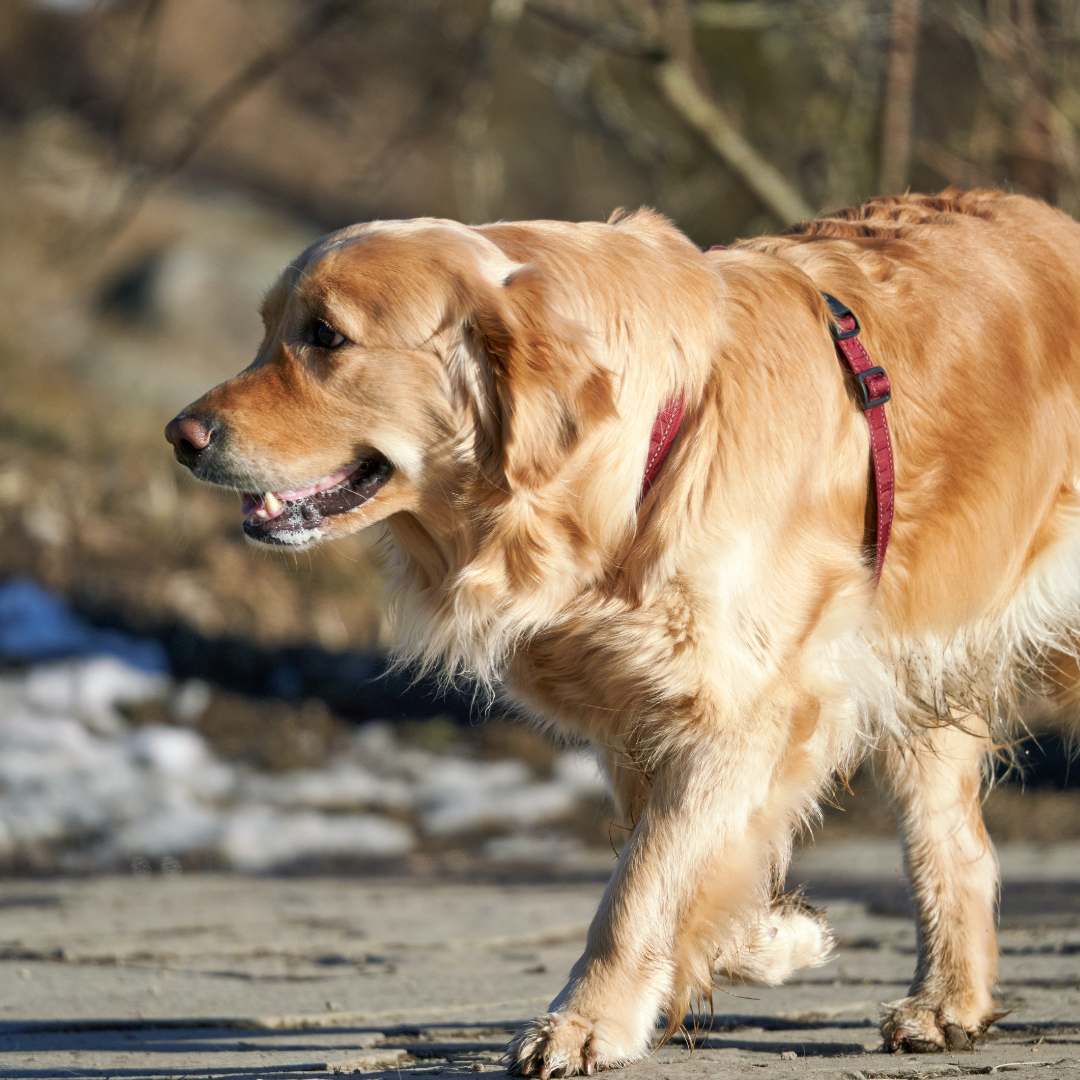 Choosing the Right Dog Harness