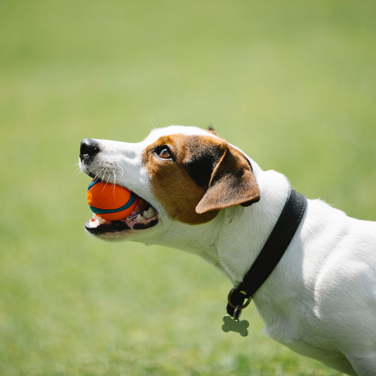 Canine Dental Health: Preventive Care and Toothbrushing Techniques