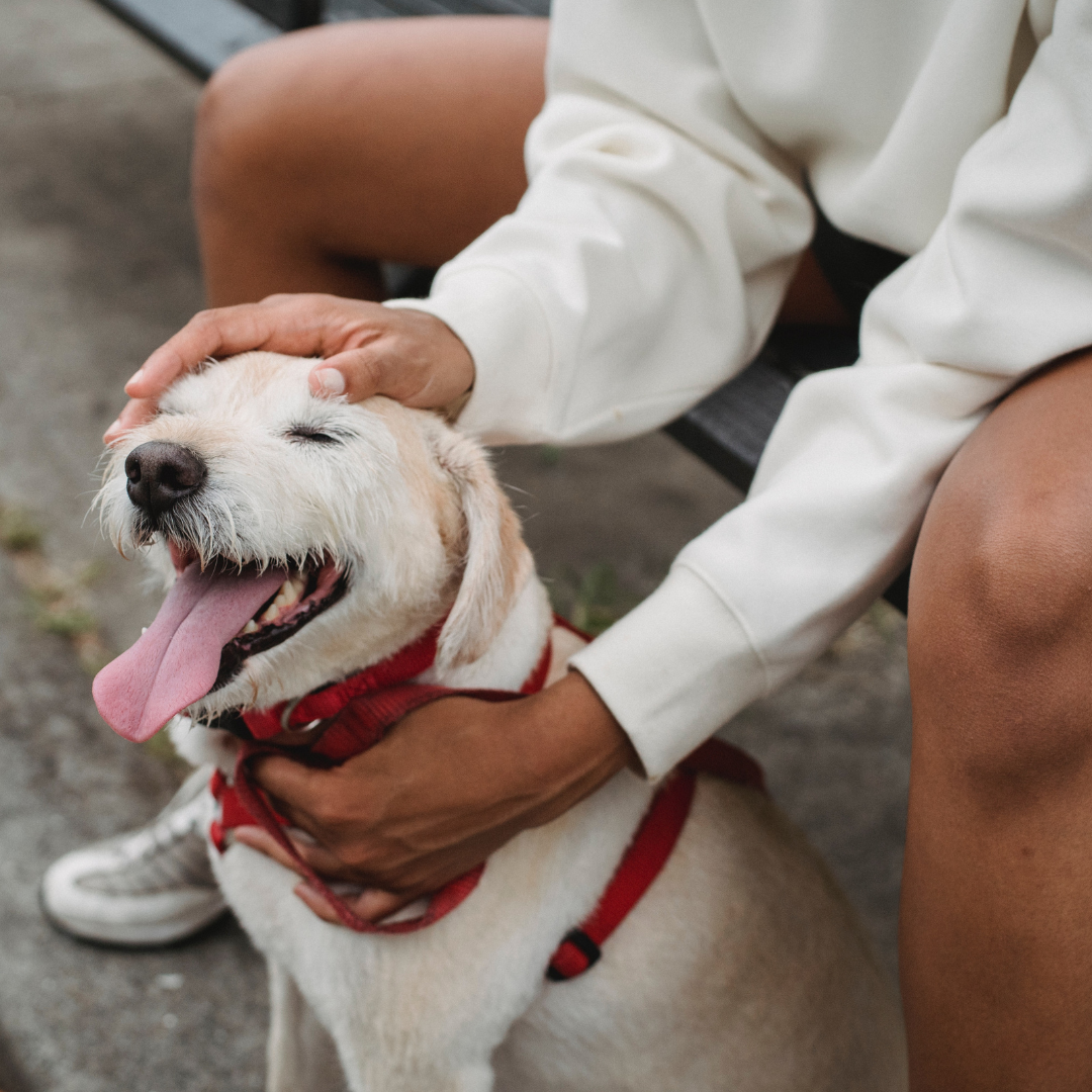 Training Tools: Using Harnesses and Collars for Behaviour