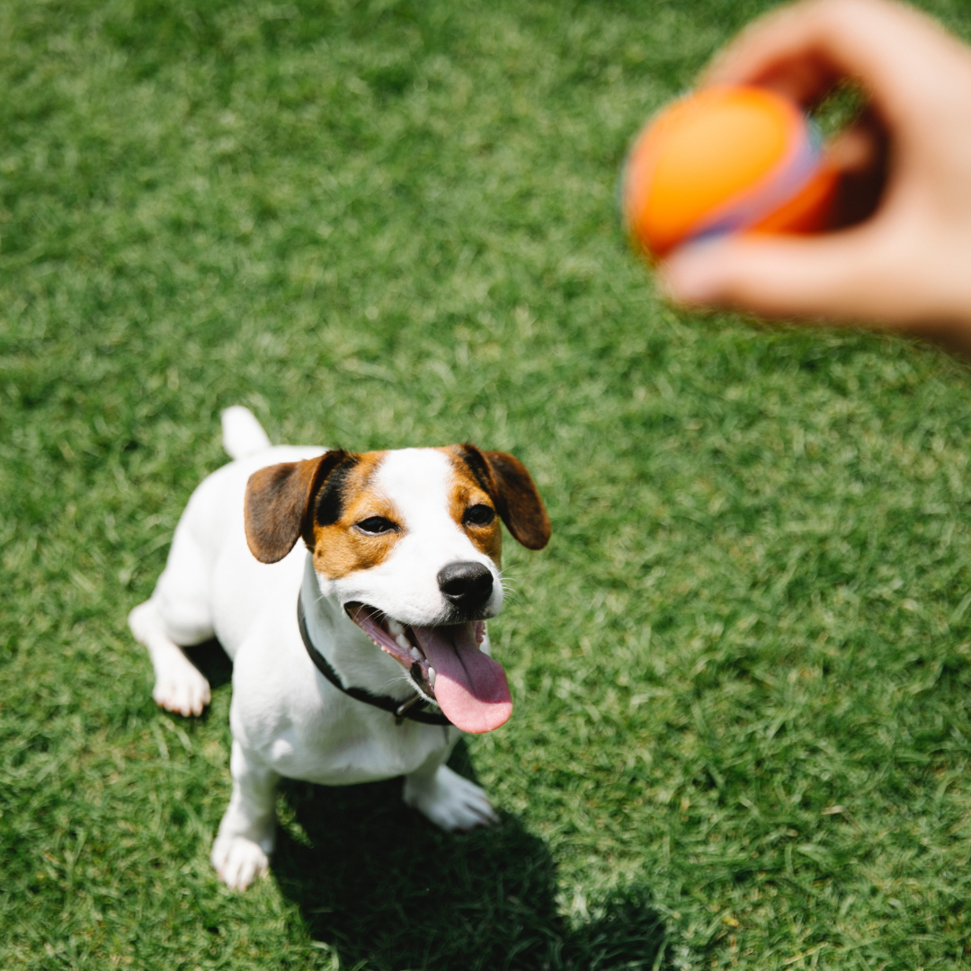 Interactive Playtime: Best Toys for Engaging Your Pet – Doki Pet UK