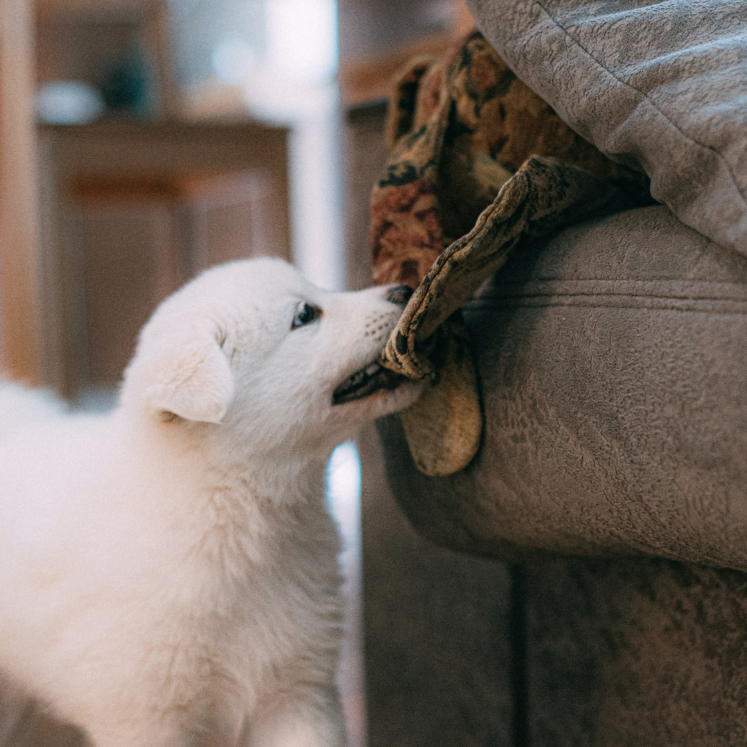 Pet-Proofing Your Home: Essential Tips for a Pet-Safe Environment