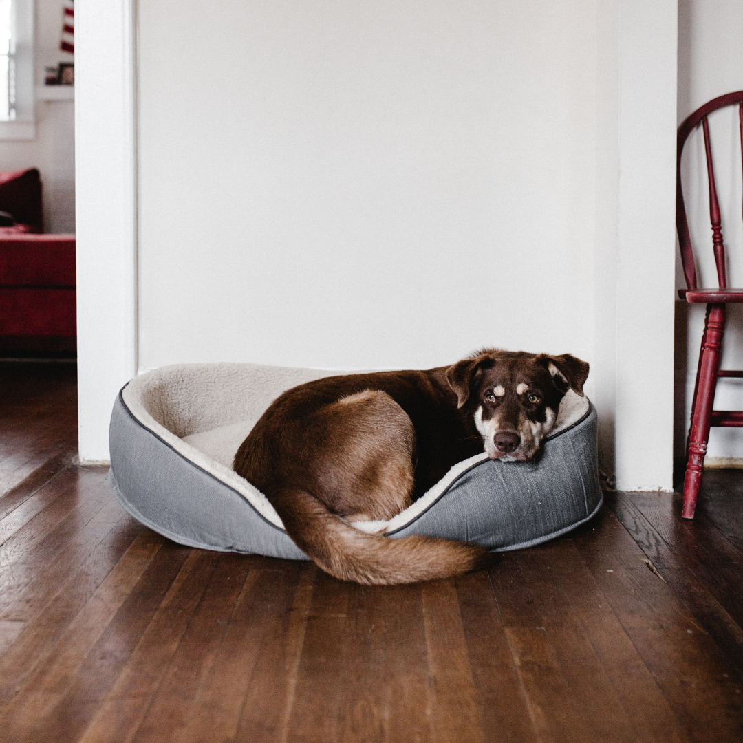 Choosing the Perfect Pet Bed