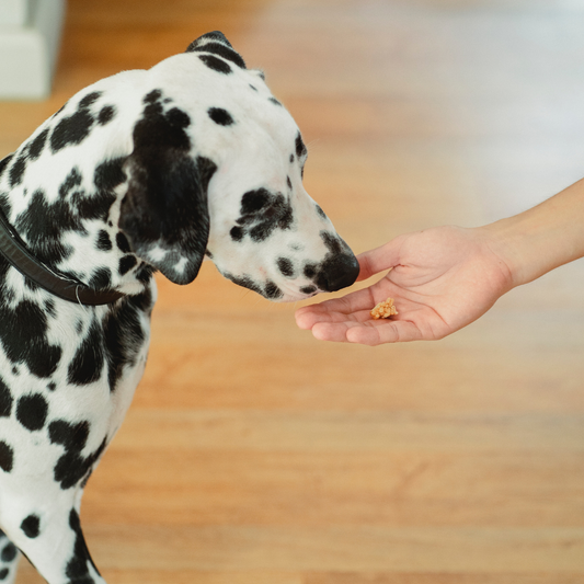 Training with Treats: Using Positive Reinforcement for Behaviour