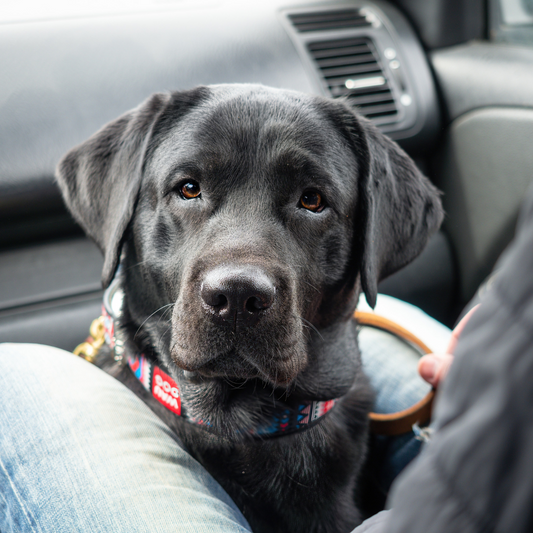 Pet-Friendly Travel Essentials: Making Trips Enjoyable for Pets