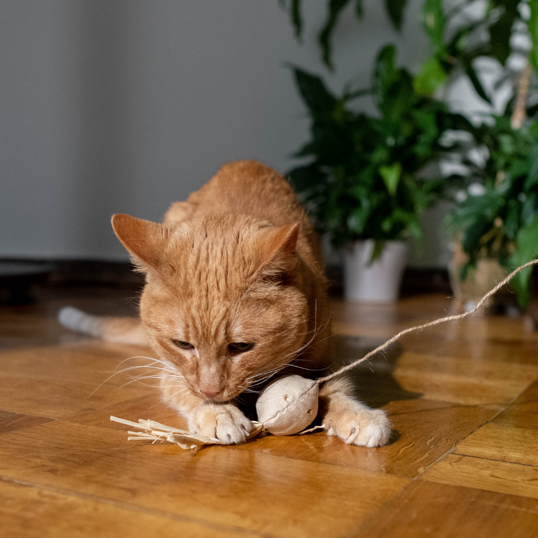 Pet Playtime: Choosing Toys that Create Mental and Physical Stimulation