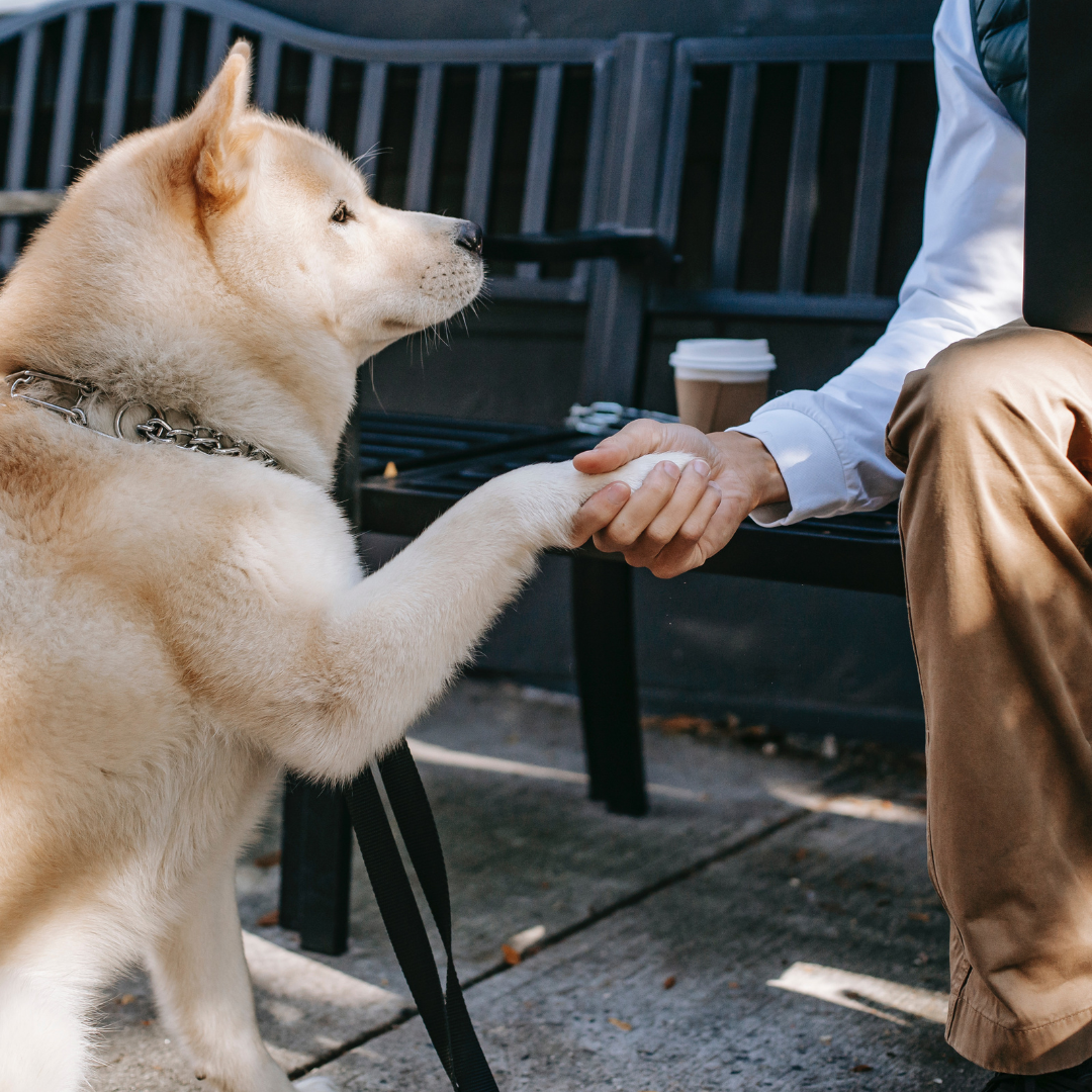 The Bond Between Humans and Dogs: Exploring the History of Canine Companionship