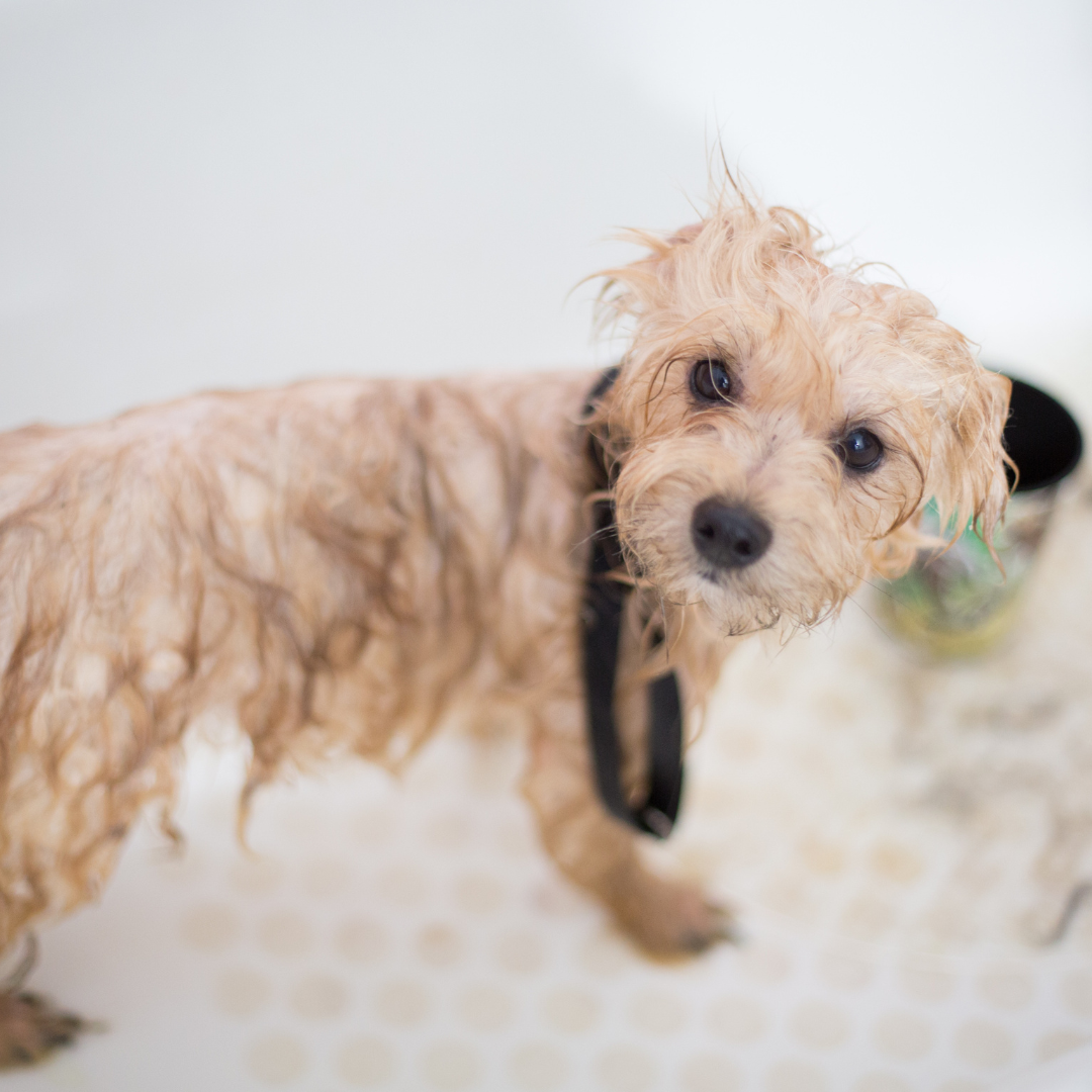 Pet Hygiene: Regular Grooming for Dogs and Cats