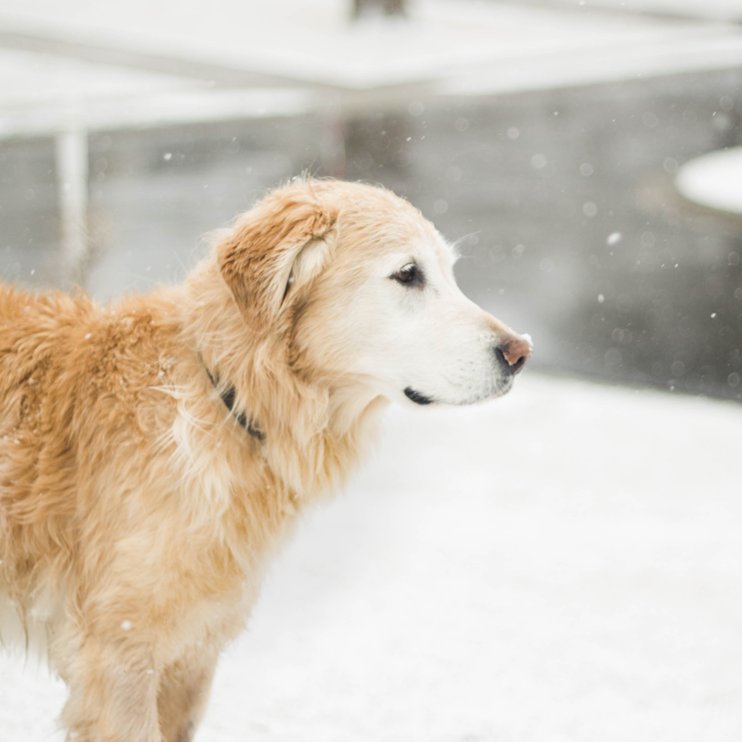 Seasonal Safety: Weather-Wise Tips for Protecting Your Dog