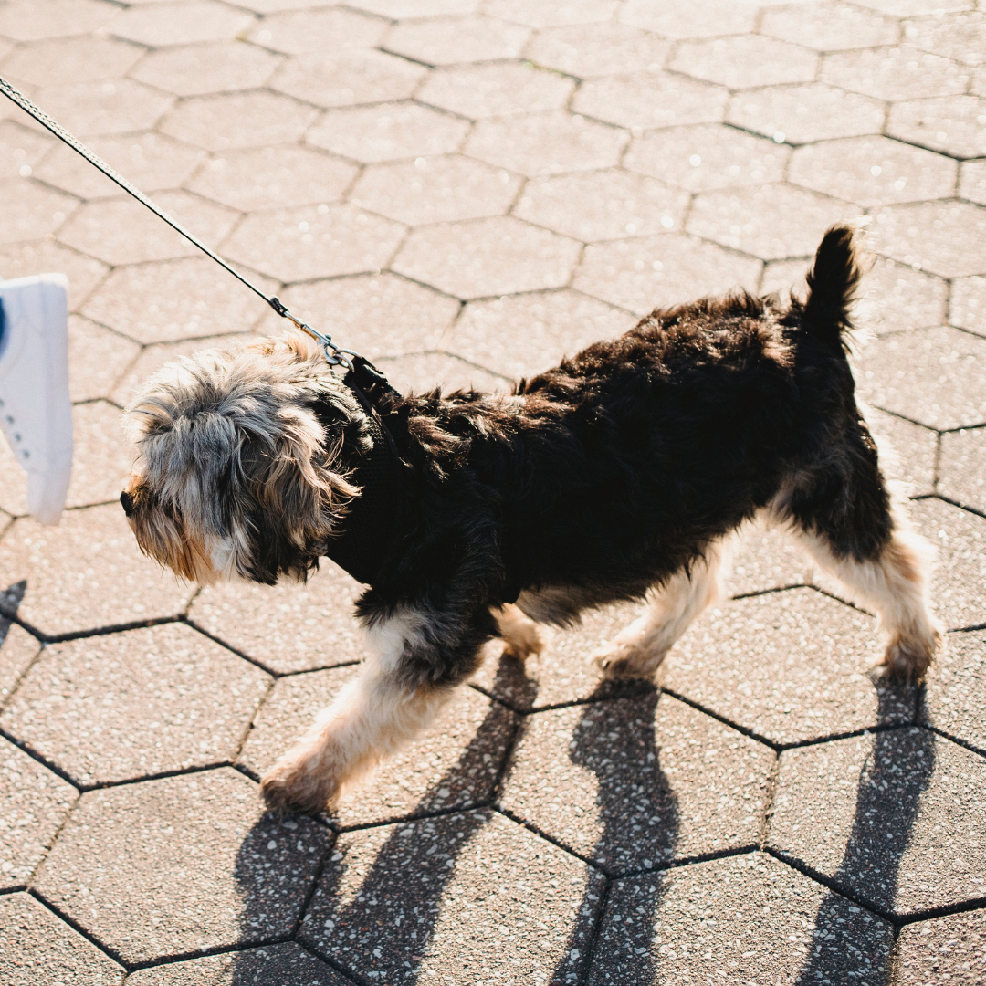 Retractable vs. Standard Leashes: Pros and Cons