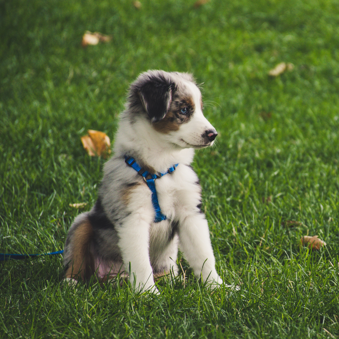 Puppy Essentials Checklist: Must-Have Supplies for New Dog Parents