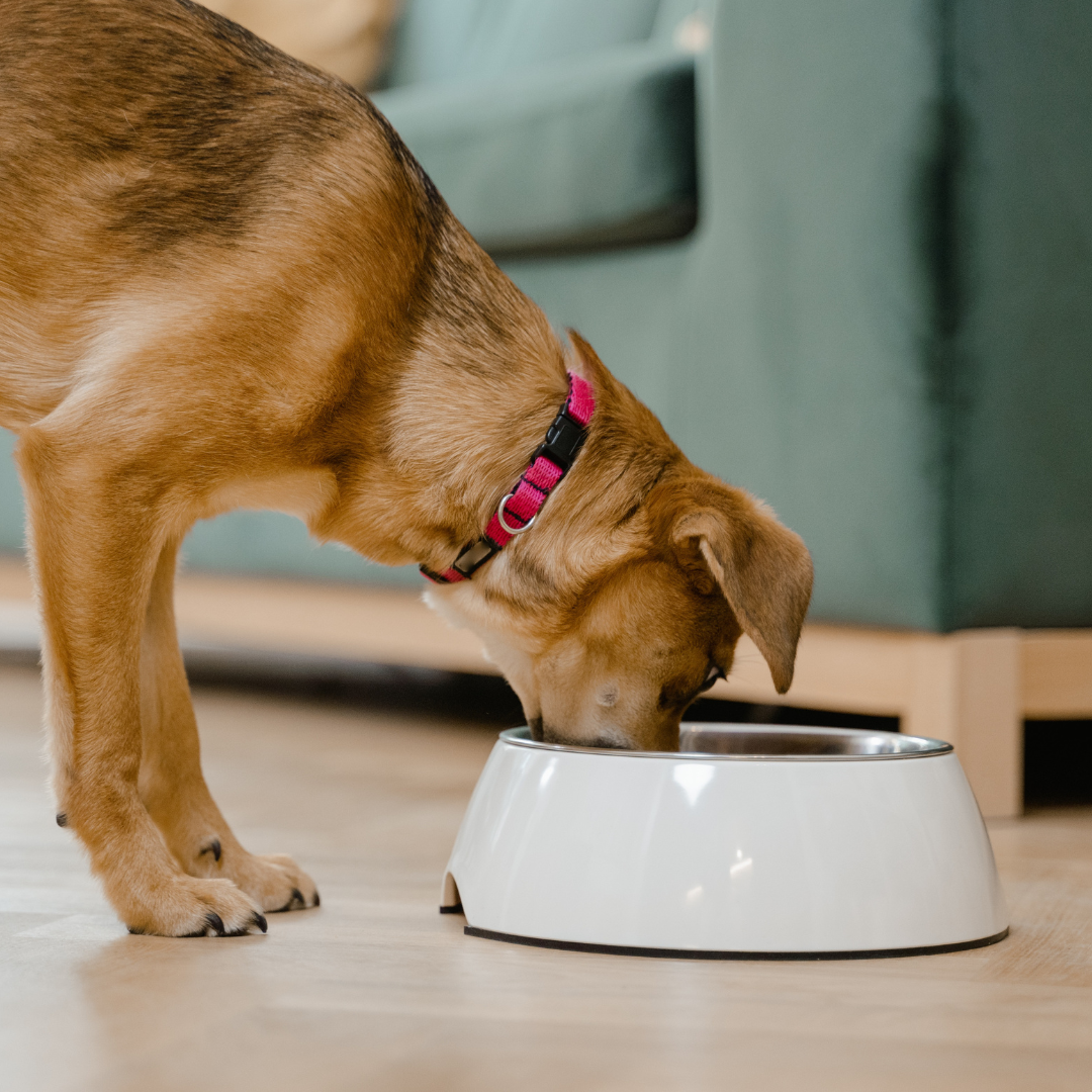 Portion Control and Slow-Feed Dog Bowls