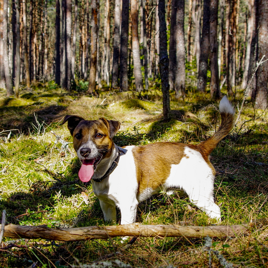 Off-Leash Safety